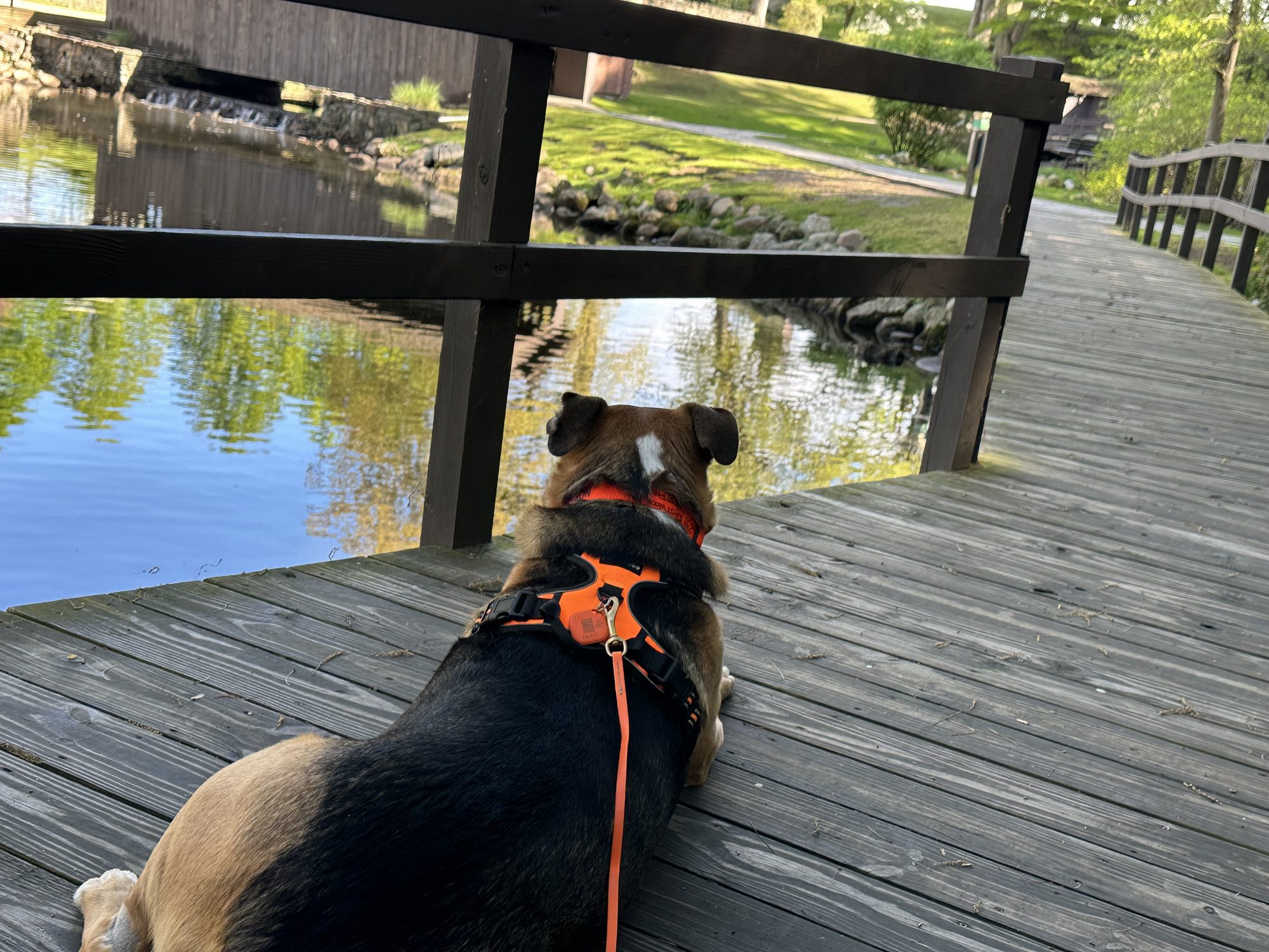 Norbert sitting on a wooden bridge looking out at the still water, covered bridge in the background