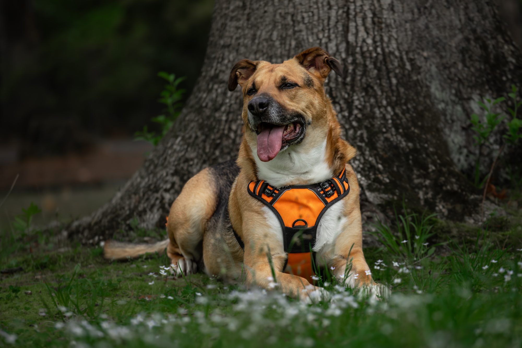 Norbert Barkah sitting joyfully by a tree in the forest among wildflowers