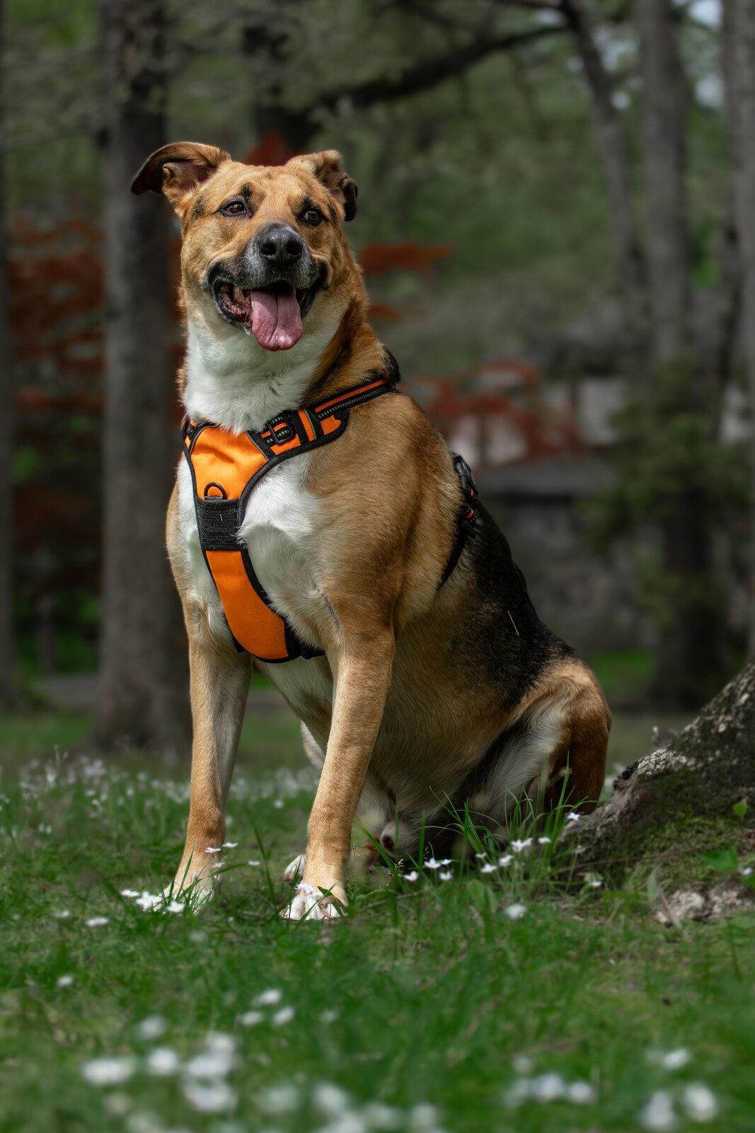 Norbert Barkah sitting in the forest among wildflowers, looking noble and present