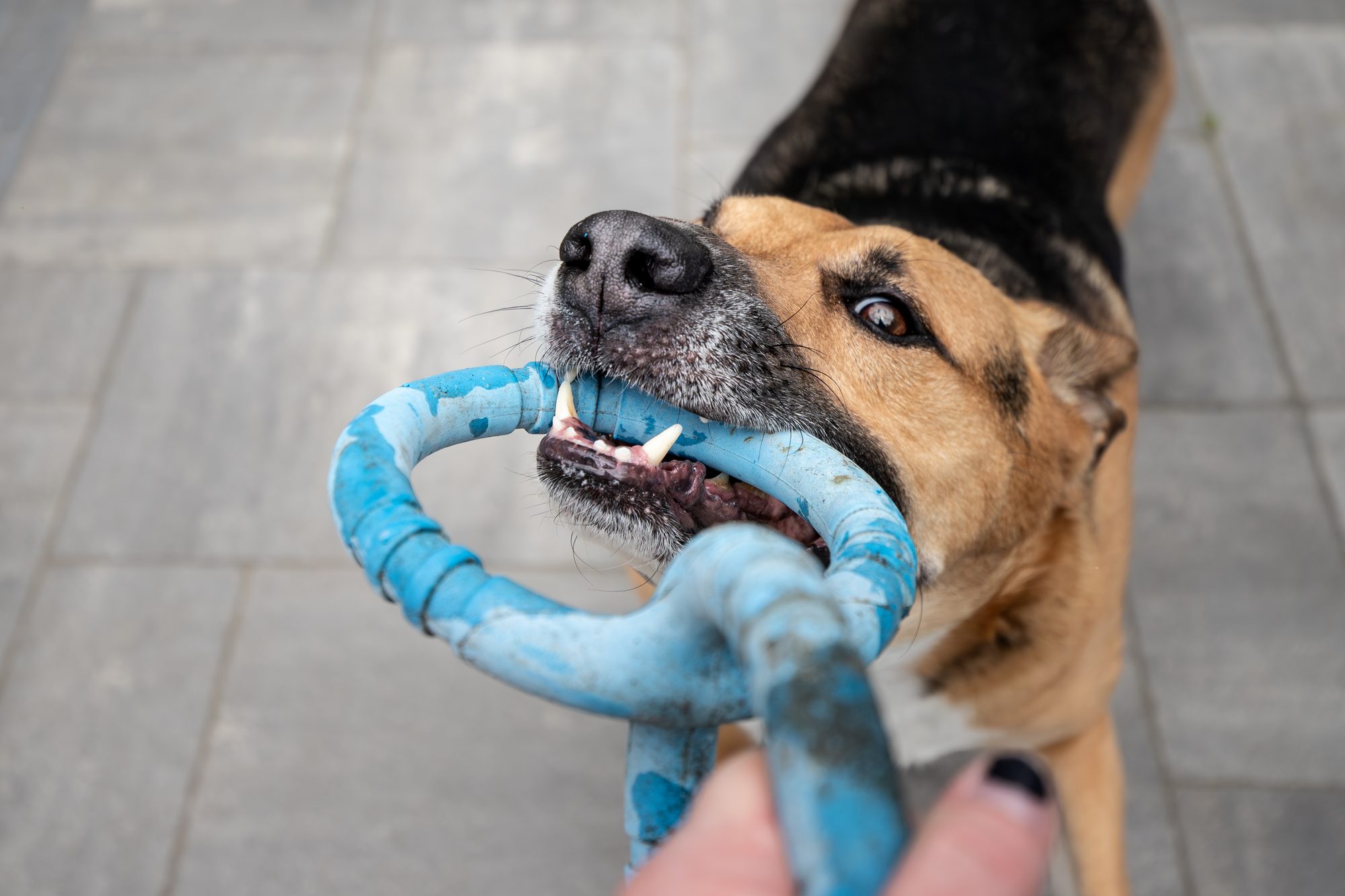 Norbert gripping the rope toy, close up portrait showing his focused expression