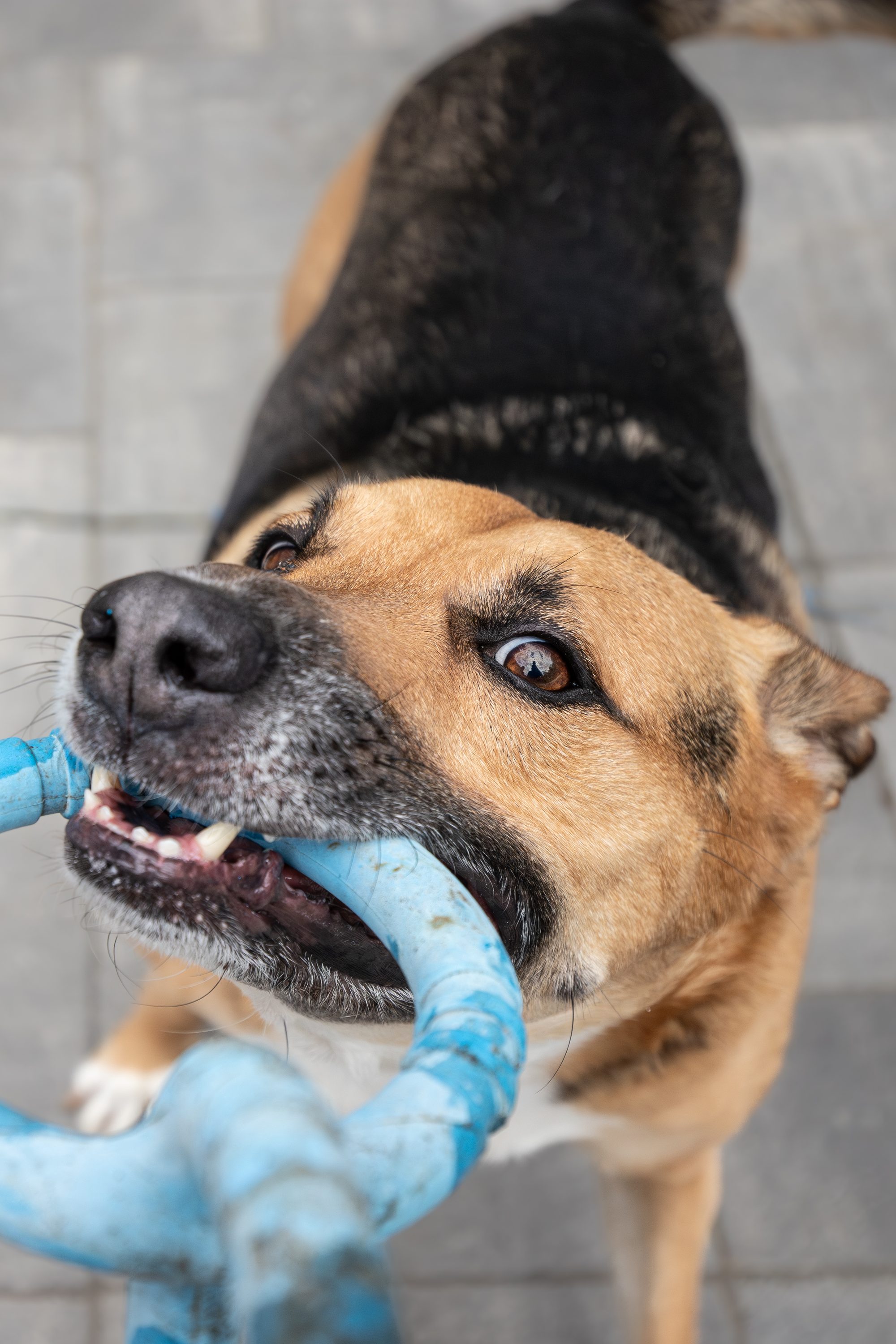 Norbert pulling the rope toy with determination, close up side view