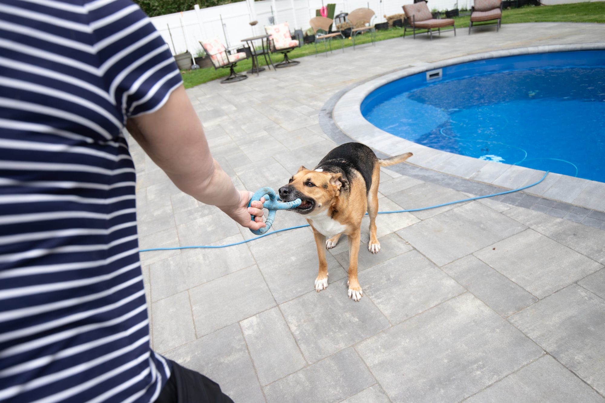 Norbert playing tug of war with a rope toy by the pool, Mama Sue in the background